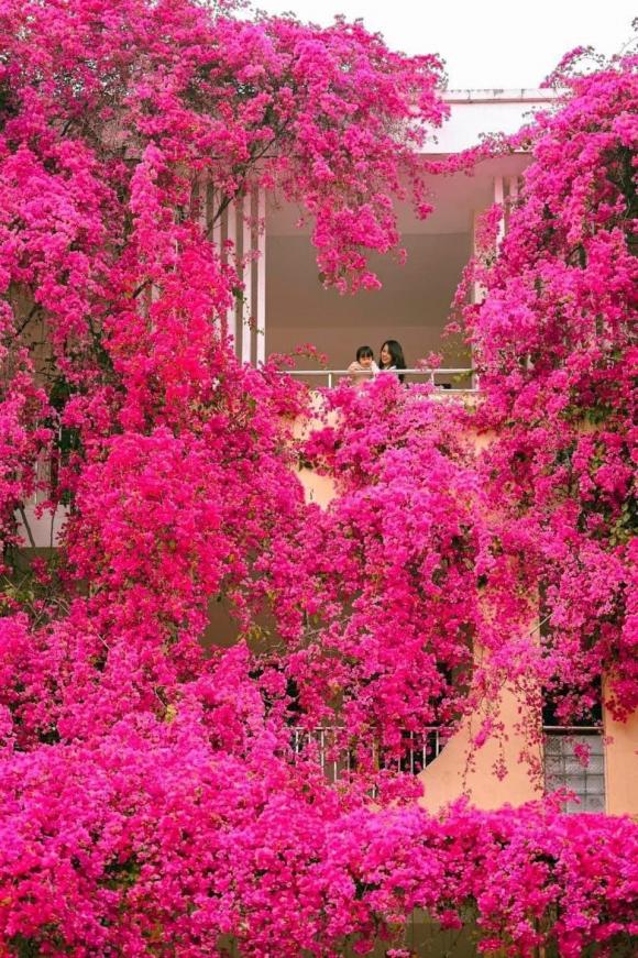 Dân mạng ''phát sốt'' với ngôi trường mầm non được phủ hồng rực rỡ bằng màu hoa giấy ở Sơn La - ảnh 1