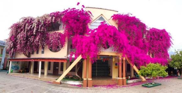 Dân mạng ''phát sốt'' với ngôi trường mầm non được phủ hồng rực rỡ bằng màu hoa giấy ở Sơn La - ảnh 7