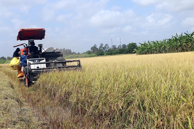 Thị trường nông sản tuần qua: Giá lúa vẫn duy trì ở mức cao - ảnh 1