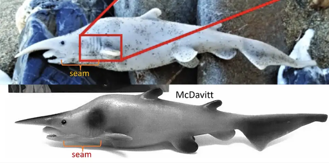 Bức ảnh cá mập yêu tinh qua mặt các nhà khoa học: Chỉ 10 người từng nhìn thấy, sự thật không ngờ - ảnh 3