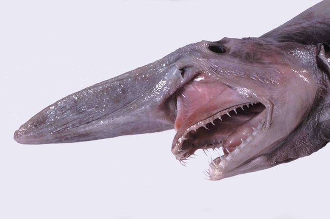 Bức ảnh cá mập yêu tinh qua mặt các nhà khoa học: Chỉ 10 người từng nhìn thấy, sự thật không ngờ - ảnh 2