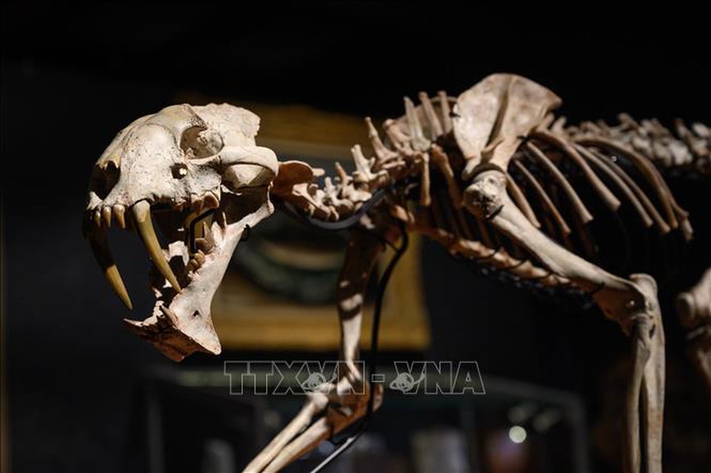 Trưng bày bản sao bộ xương hóa thạch của loài khủng long khổng lồ tại London - ảnh 1