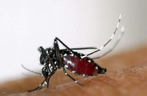 Israel công bố sản phẩm ''ngụy trang chống muỗi'' độc đáo - ảnh 1