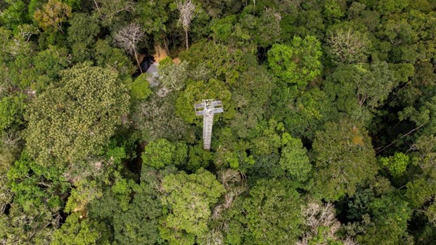 Brazil xây dựng công trình phun khí CO2 vào rừng nhiệt đới Amazon - ảnh 1