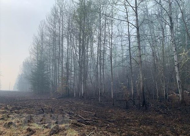 Phát triển ứng dụng AI trong đối phó với cháy rừng ở Canada - ảnh 1