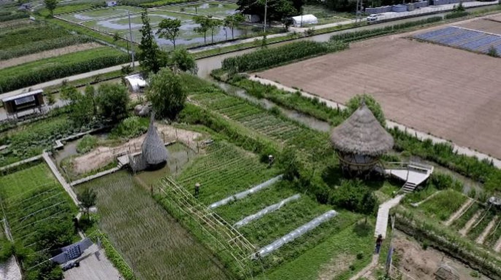 Bán nhà thành phố, đôi vợ chồng Trung Quốc về quê mua mảnh đất hoang 12.000m2 sống “tự cung tự cấp”: Tự do về cả vật chất lẫn tinh thần - ảnh 3