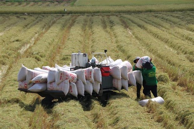 Xuất khẩu gạo tăng trưởng khá, tiếp tục hướng tới thị trường cao cấp - ảnh 2