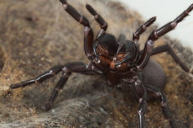 Loài nhện nguy hiểm nhất thế giới có thể tự điều chỉnh nọc độc - ảnh 1