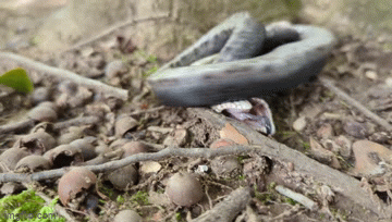 Thợ săn lật tẩy chiêu trò của rắn mũi hếch: Giả chết để qua mặt kẻ săn mồi - ảnh 1