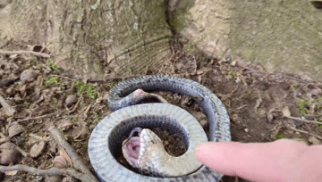 Thợ săn lật tẩy chiêu trò của rắn mũi hếch: Giả chết để qua mặt kẻ săn mồi - ảnh 3