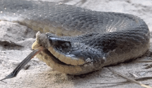 Thợ săn lật tẩy chiêu trò của rắn mũi hếch: Giả chết để qua mặt kẻ săn mồi - ảnh 2