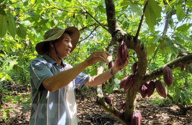 Bà Rịa-Vũng Tàu mở rộng diện tích cây cacao đáp ứng xuất khẩu - ảnh 1