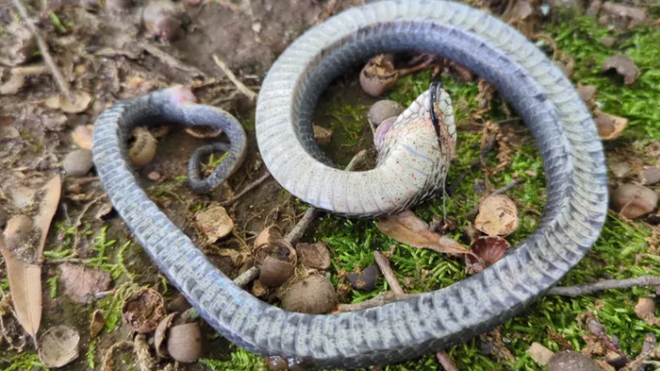 Thợ săn lật tẩy chiêu trò của rắn mũi hếch: Giả chết để qua mặt kẻ săn mồi - ảnh 4