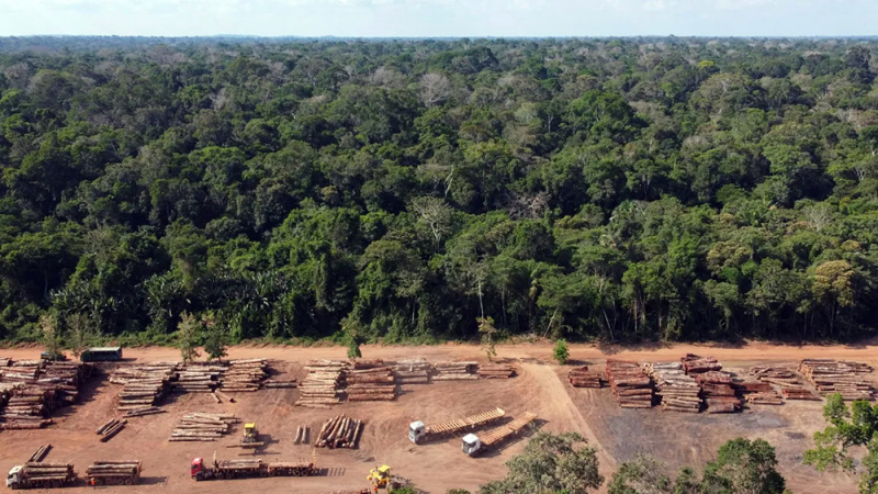 Cuộc chiến “giải cứu” rừng Amazon: Hy vọng mang tên Lula - ảnh 2