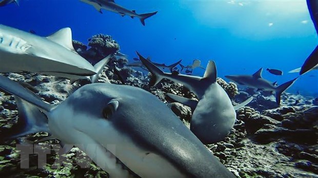 Phát hiện nguy cơ cá mập sống tại các rạn san hô bị tuyệt chủng - ảnh 1