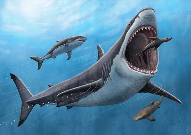 Khoa học chứng minh cá mập khổng lồ megalodon là loài máu nóng - ảnh 1