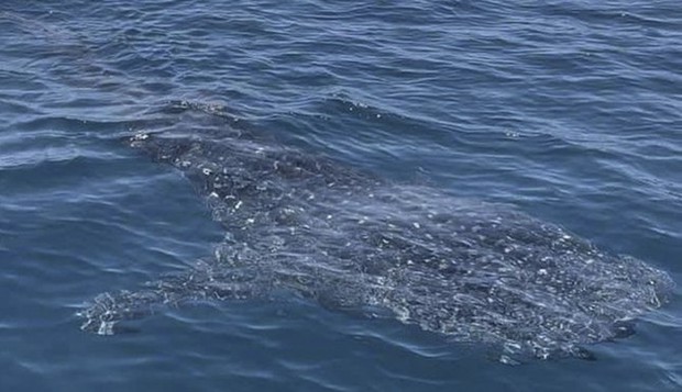 Cá mập voi bơi lội tung tăng ở vùng biển Bình Định - ảnh 1
