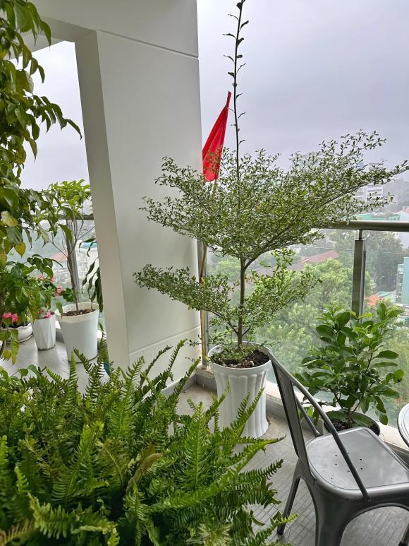 Mê mẩn ban công ngập cây xanh và hoa trong nhà MC Nguyên Khang
