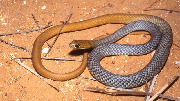 Australia phát hiện loài rắn độc mới sau nhiều thập kỷ nhầm lẫn - ảnh 1
