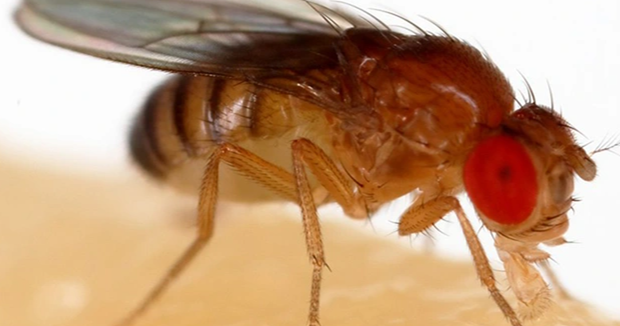 Biến đổi gene thành công để tạo ra ruồi giấm có khả năng trinh sản - ảnh 1