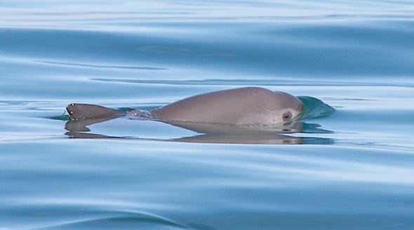 Ủy ban Cá voi Quốc tế cảnh báo nguy cơ loài cá heo vaquita tuyệt chủng - ảnh 1