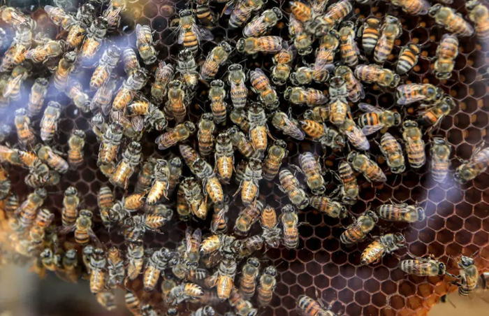 Đám tang trở nên hỗn loạn bởi chuyến ghé thăm của đàn ong mật - ảnh 1