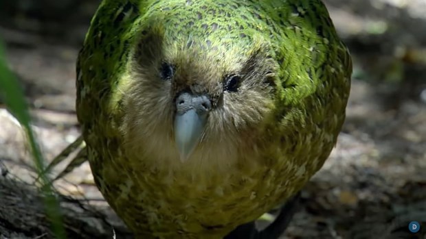 Giải trình tự gene giúp bảo tồn loài vẹt Kakapo có nguy cơ tuyệt chủng - ảnh 1