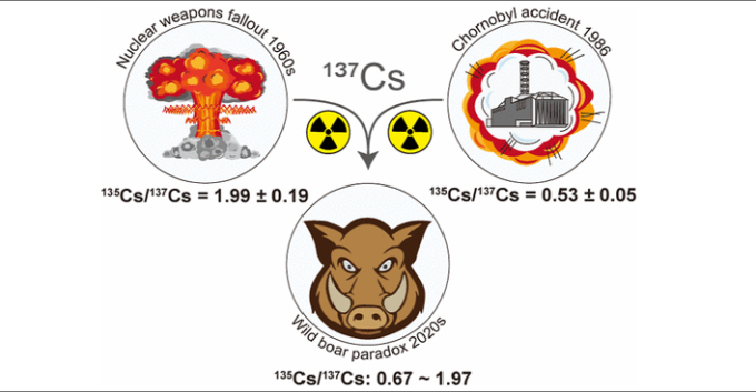 Thảm họa hạt nhân Chernobyl: Vì sao lợn rừng tại Tây Âu vẫn nhiễm phóng xạ sau 37 năm? - ảnh 3
