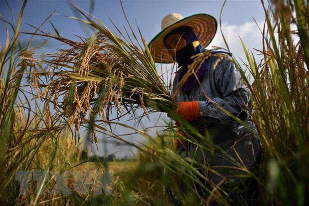 Trung Quốc hoàn thành bản đồ biến đổi gene của cây lúa - ảnh 1
