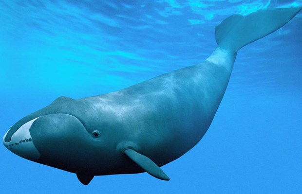 Cá voi đầu bò Bắc Đại Tây Dương đối mặt với nguy cơ tuyệt chủng - ảnh 1