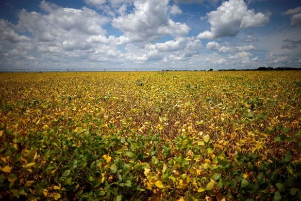 Brazil: Nhiều trẻ em tử vong do ung thư liên quan đến trồng đậu nành - ảnh 1