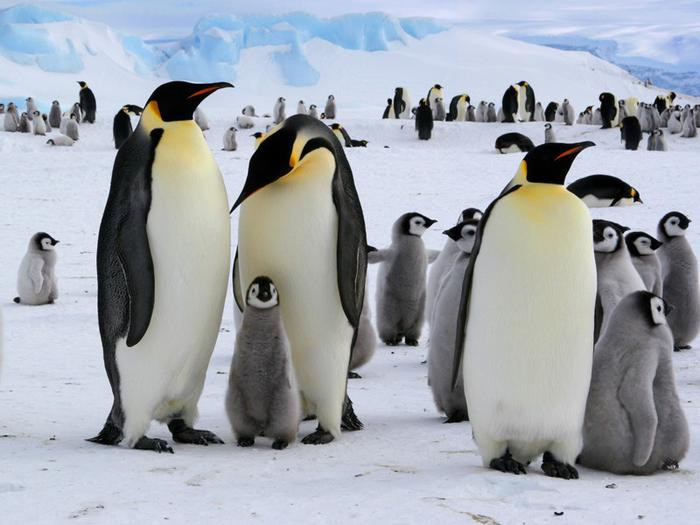 Các nhà khoa học bị ''say'' vì phân của chim cánh cụt ở Nam Cực - ảnh 1