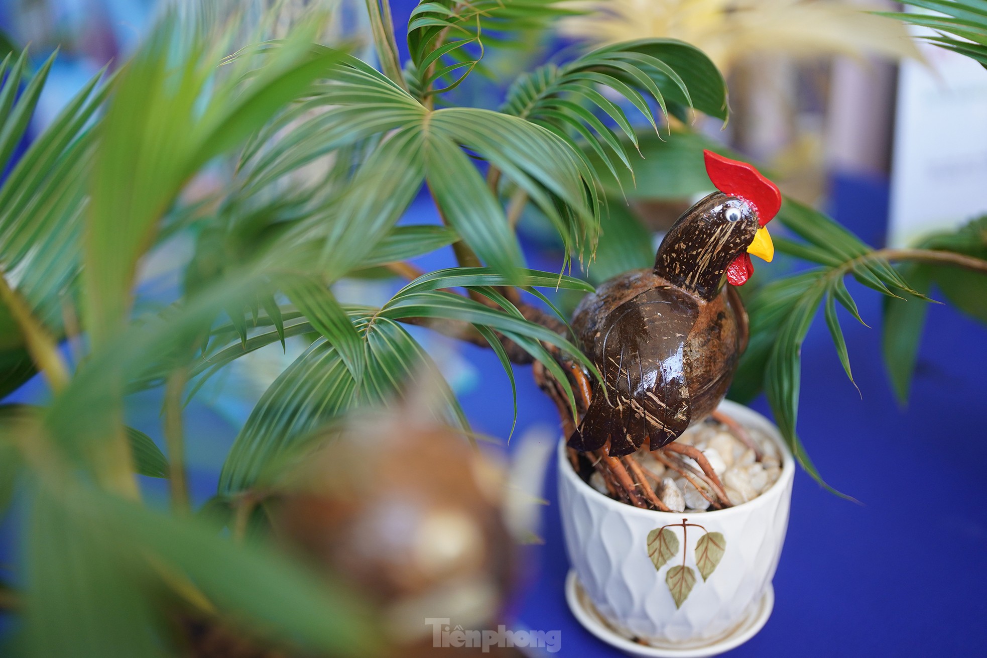 TPHCM: Độc đáo bonsai dừa ở Bình Chánh - ảnh 5