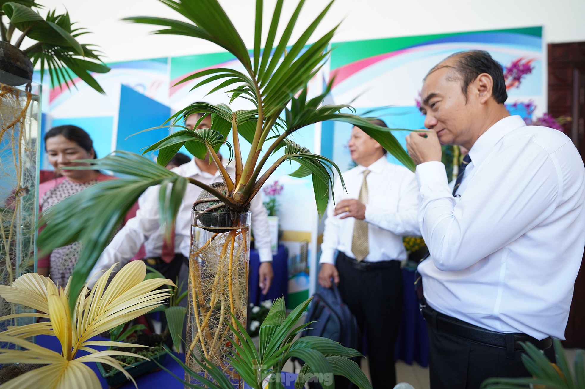 TPHCM: Độc đáo bonsai dừa ở Bình Chánh - ảnh 1