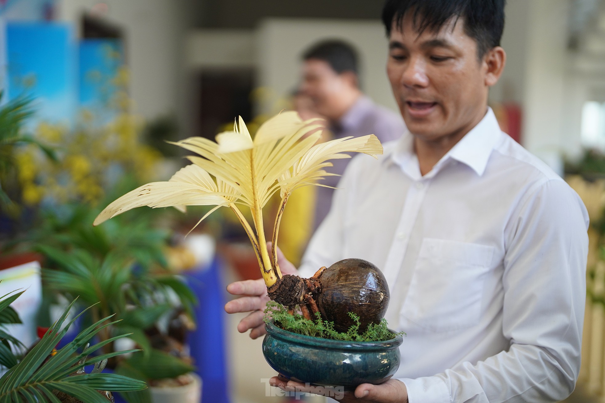 TPHCM: Độc đáo bonsai dừa ở Bình Chánh - ảnh 4