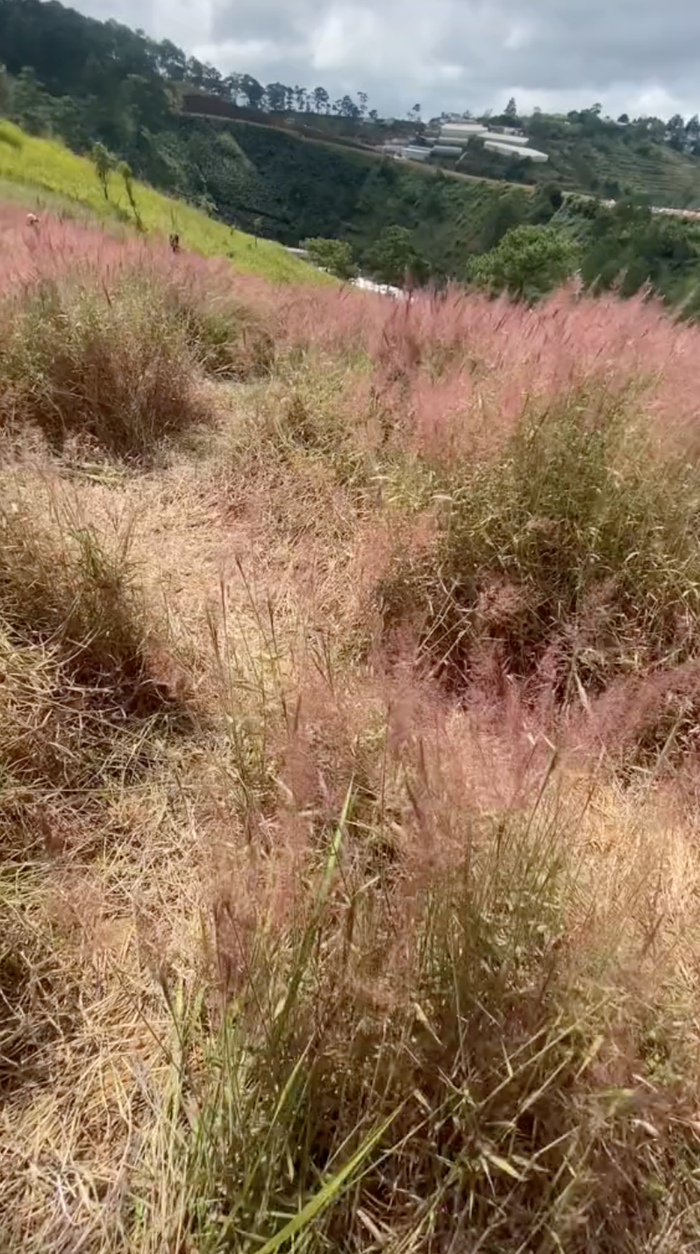 Đồi cỏ lau hồng ở Đà Lạt hoang tàn sau một thời gian du khách ghé tới chụp ảnh 