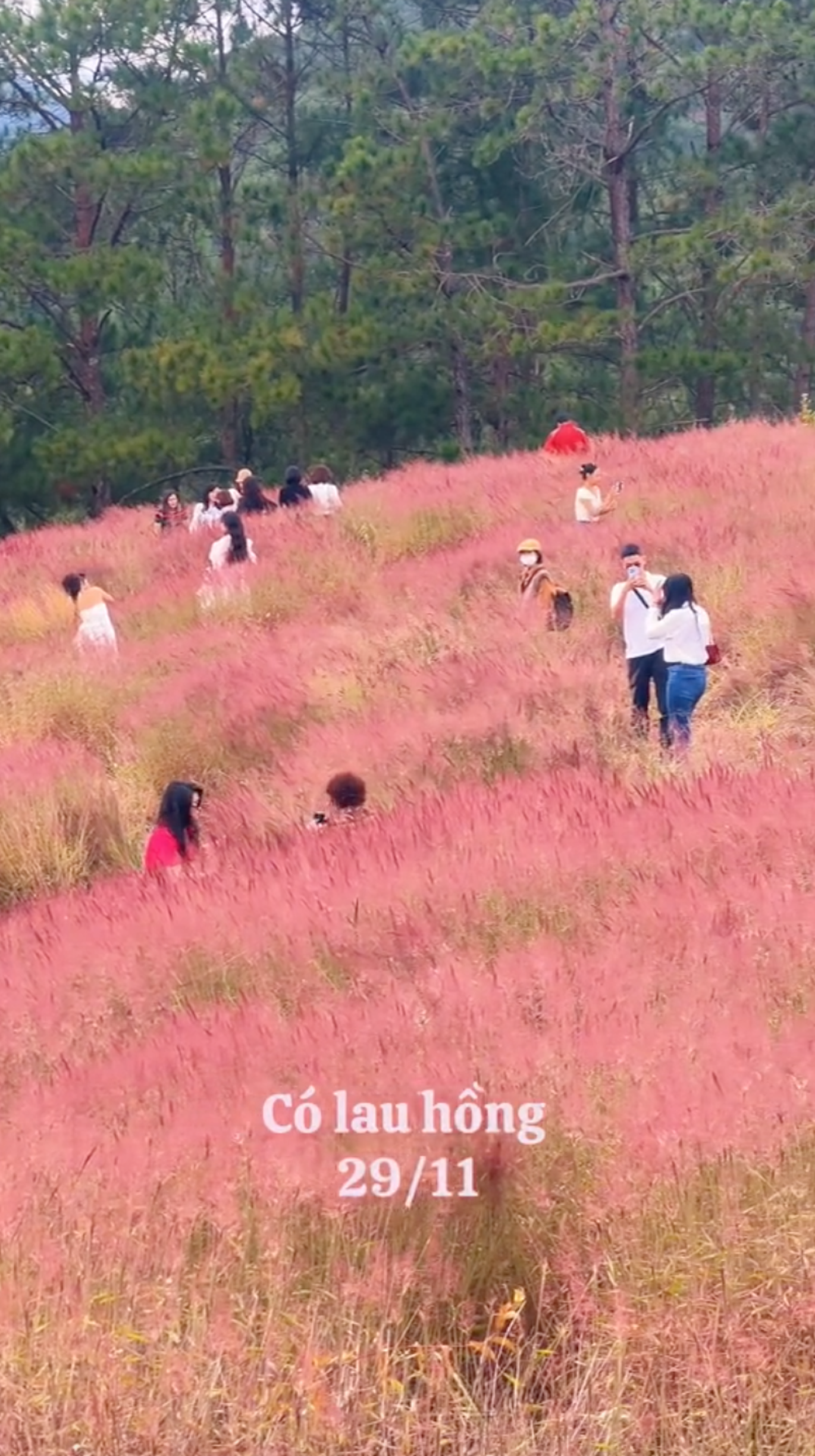 Đồi cỏ lau hồng ở Đà Lạt hoang tàn sau một thời gian du khách ghé tới chụp ảnh 
