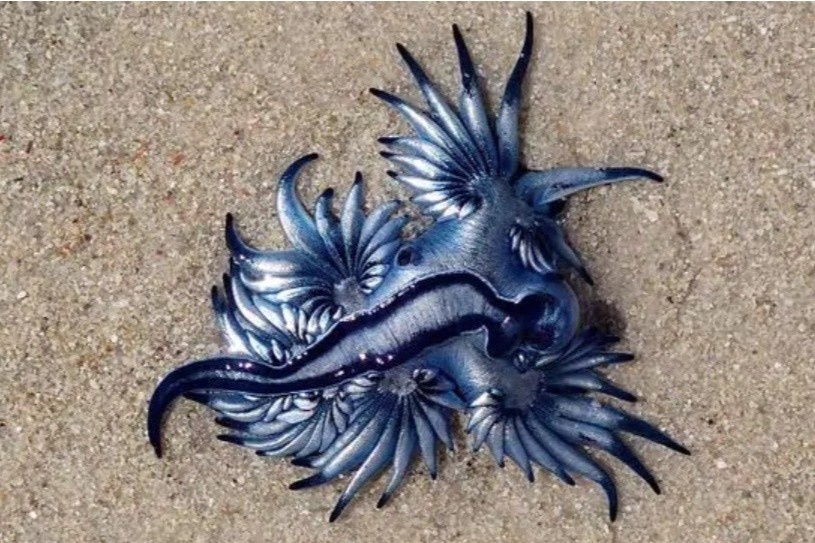 Rồng xanh hiếm gặp dạt vào bãi biển Texas - ảnh 4