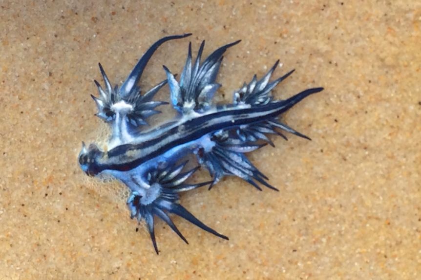 Rồng xanh hiếm gặp dạt vào bãi biển Texas - ảnh 3