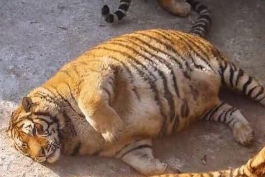 Sở thú ở Trung Quốc gây tranh cãi vì để động vật béo phì - ảnh 4