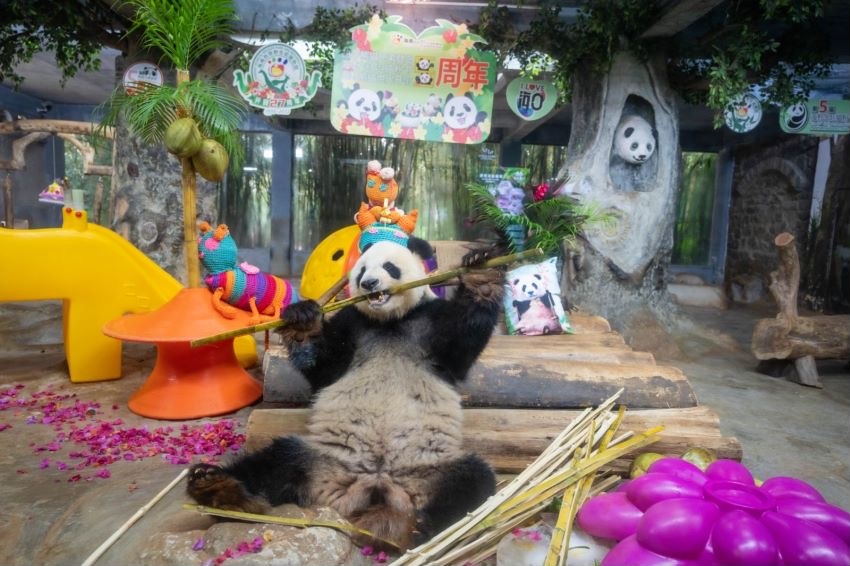 Sở thú ở Trung Quốc gây tranh cãi vì để động vật béo phì - ảnh 2
