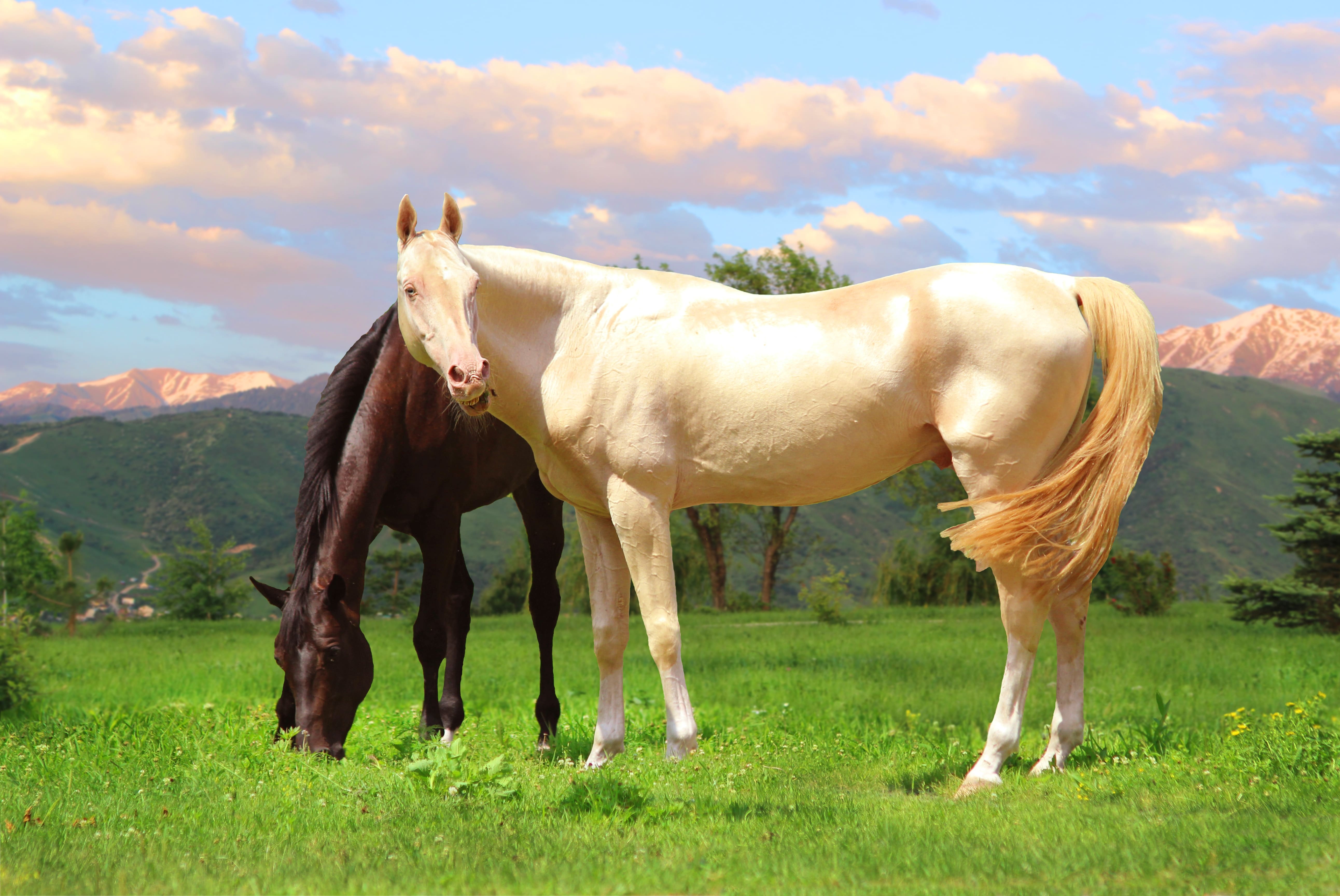 ''Hãn Huyết bảo mã'' và những giống ngựa quý hiếm nhất thế giới - ảnh 2