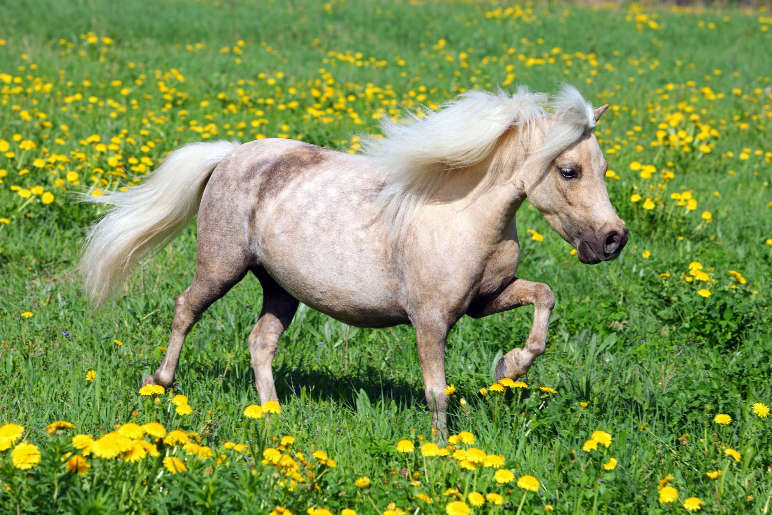 ''Hãn Huyết bảo mã'' và những giống ngựa quý hiếm nhất thế giới - ảnh 4