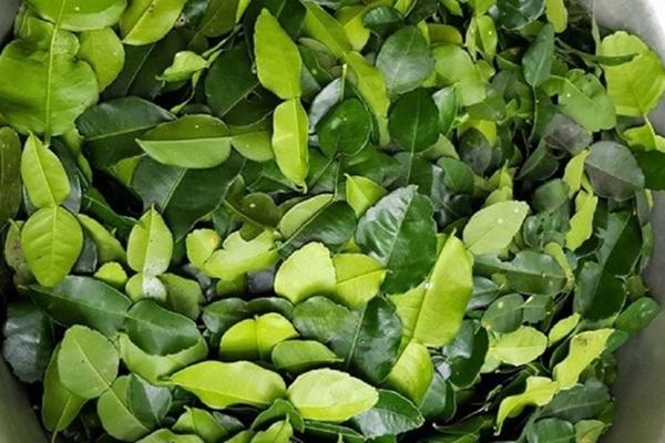 Loại lá thường được cho ở chợ Việt, ra nước ngoài 8 triệu/kg, tác dụng cực tốt cho gan - ảnh 1