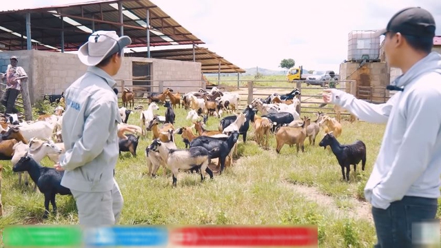 Quang Linh Vlog đau xót vì trang trại mất 70 con dê, hàng chục tỷ đầu tư có nguy cơ đổ sông đổ bể - ảnh 1