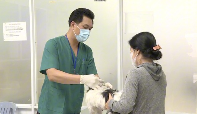 TP HCM đang tổ chức tiêm vắc-xin dại đại trà cho chó, mèo - ảnh 1