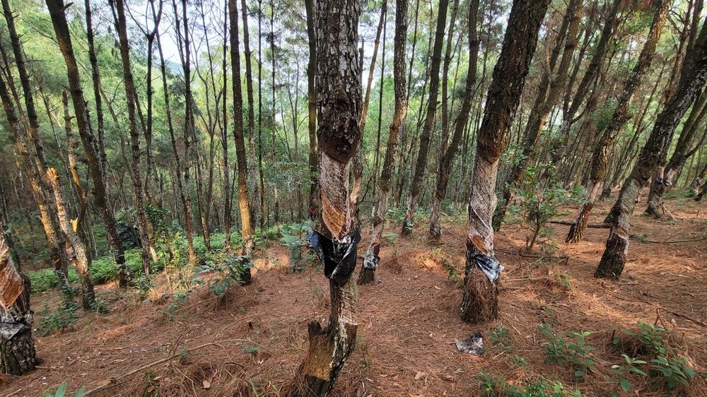 ''Bức tử'' 320 cây thông lấy nhựa trái phép, bị phạt 2 triệu đồng - ảnh 1