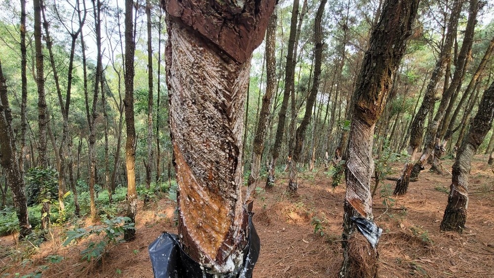''Bức tử'' 320 cây thông lấy nhựa trái phép, bị phạt 2 triệu đồng - ảnh 2