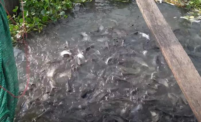 Lạ kỳ hàng trăm tấn cá ùa vào nhà người đàn ông tại An Giang, mỗi ngày ăn đến 8 tấn xoài - ảnh 3