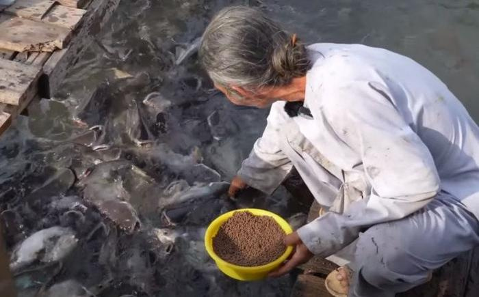 Lạ kỳ hàng trăm tấn cá ùa vào nhà người đàn ông tại An Giang, mỗi ngày ăn đến 8 tấn xoài - ảnh 2
